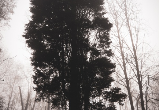 Parc de la Butte à Leers sous le brouillard