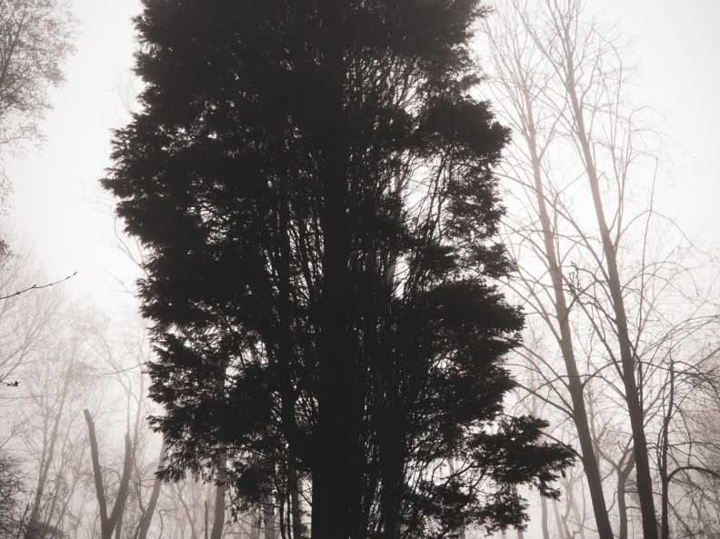 Parc de la Butte à Leers sous le brouillard