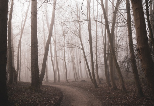 Parc de la Butte à Leers sous le brouillard