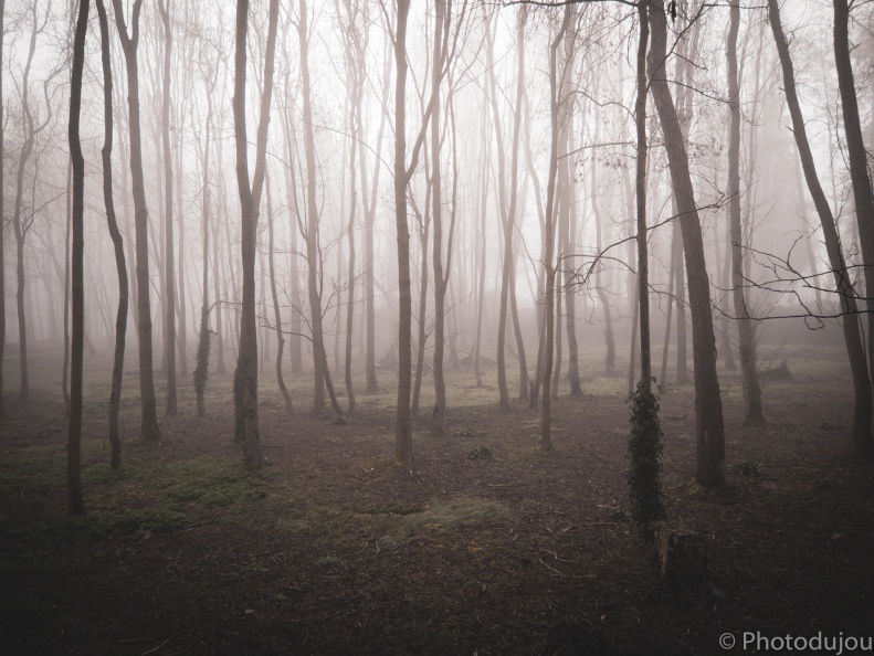 Parc de la Butte à Leers sous le brouillard