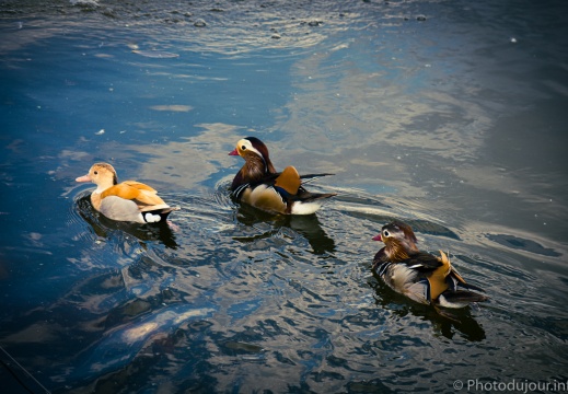 Animaux